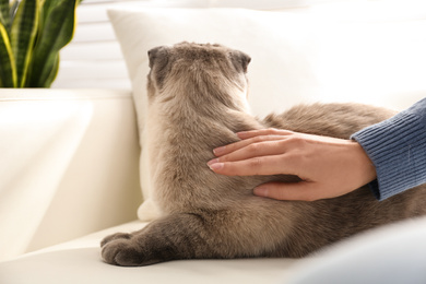 Photo of Woman petting her cute cat at home, closeup. Fluffy pet