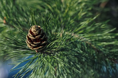 Photo of Pine branch with cone outdoors, closeup view