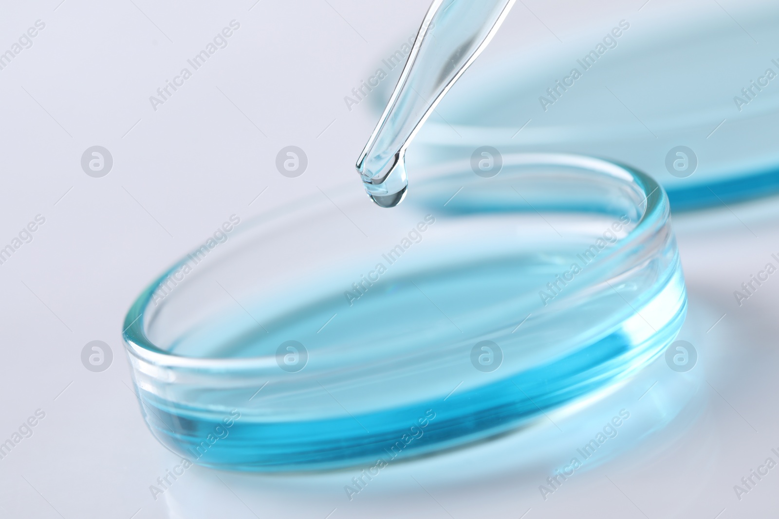 Photo of Dripping liquid from pipette into petri dish on blurred background, closeup. Laboratory analysis