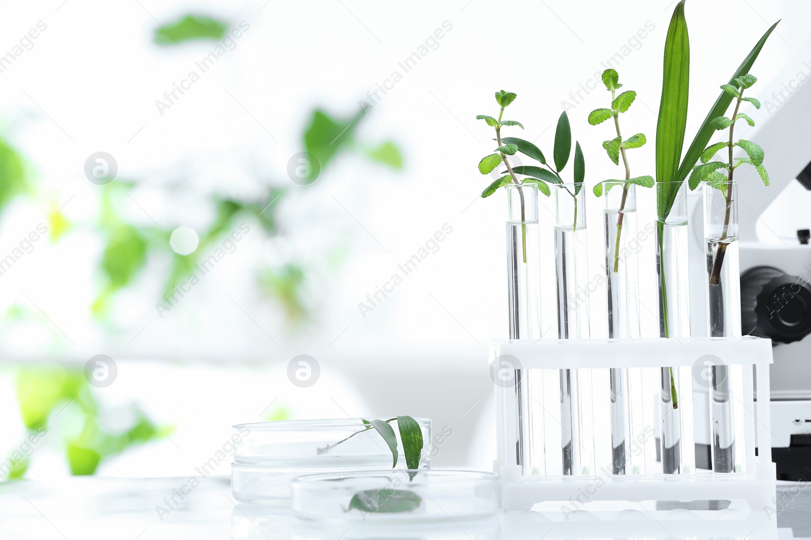 Photo of Laboratory glassware with different plants on table against blurred background, space for text. Chemistry research