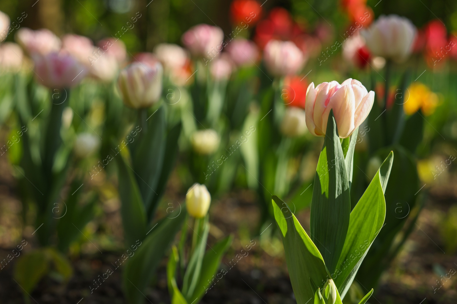 Photo of Beautiful pink tulips growing outdoors on sunny day