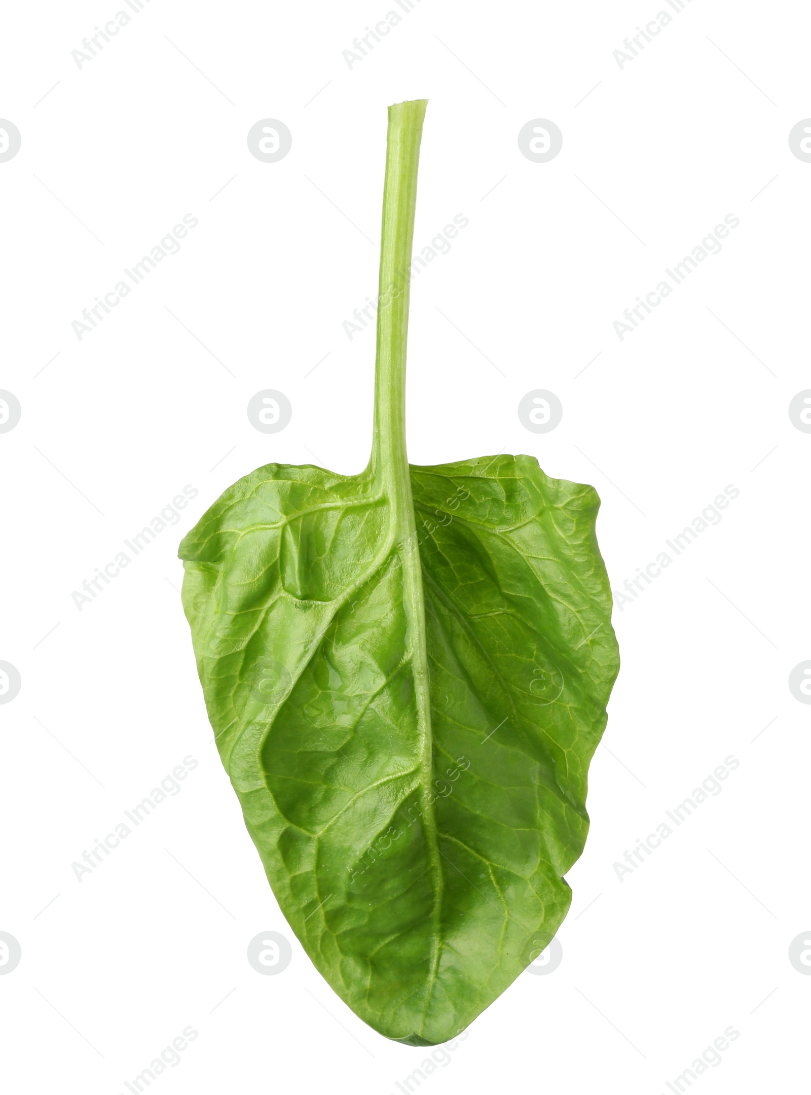 Photo of Fresh leaf of spinach isolated on white