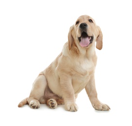 Photo of Cute yellow labrador retriever puppy isolated on white