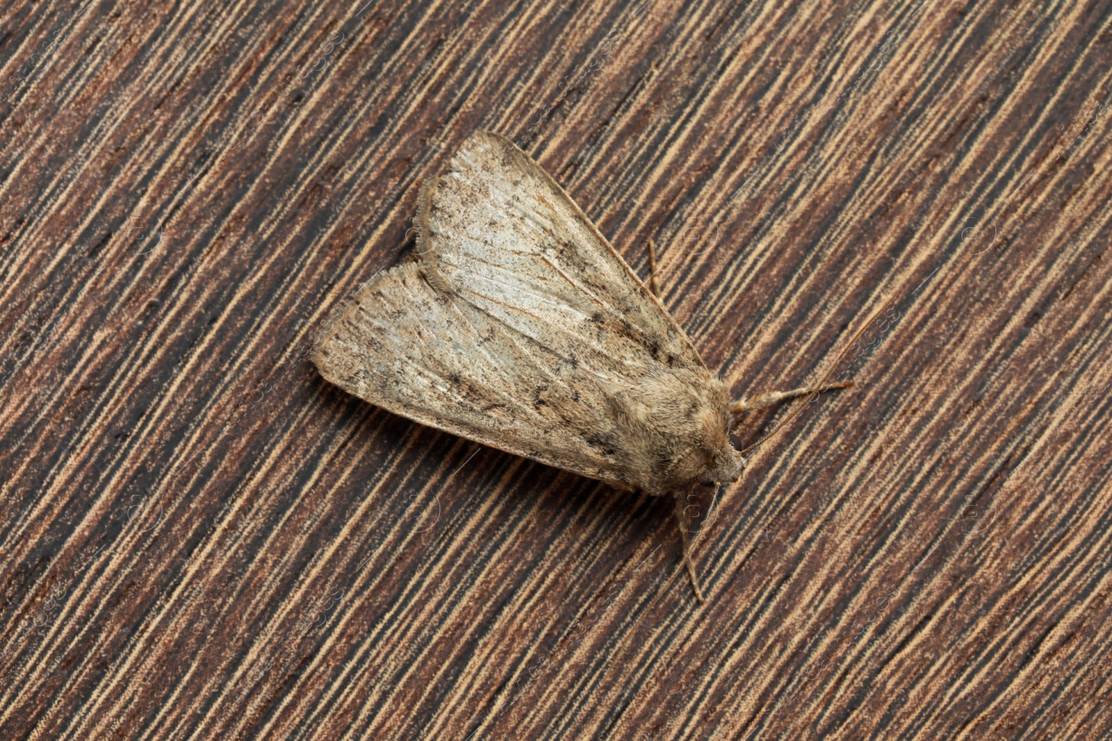 Photo of Paradrina clavipalpis moth on wooden background, top view