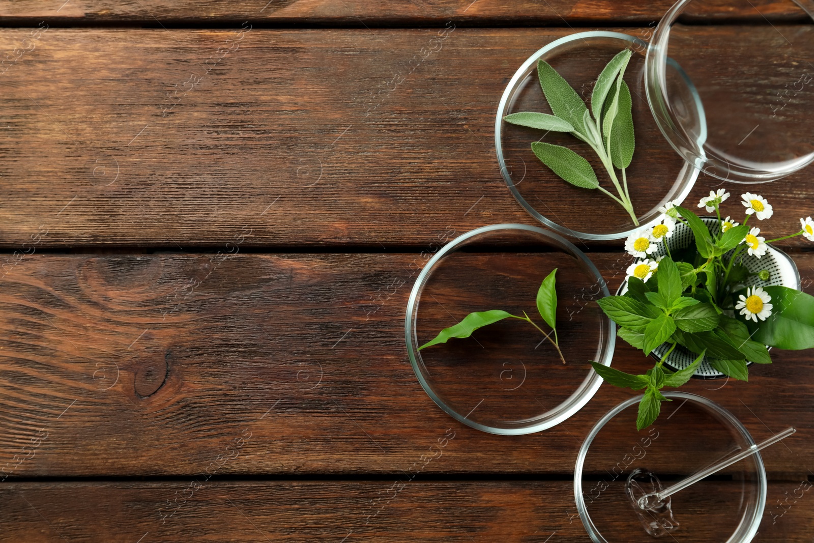 Photo of Flat lay composition with Petri dishes and plants on wooden table. Space for text