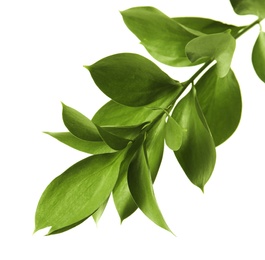 Photo of Branch with fresh green Ruscus leaves on white background