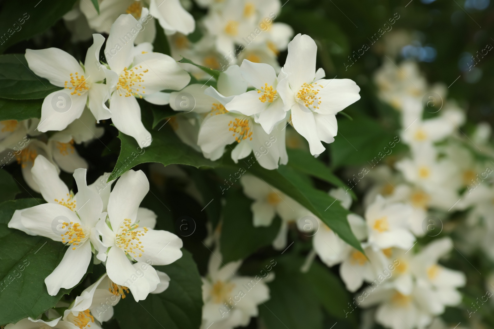 Photo of Beautiful blooming white jasmine shrub outdoors, closeup