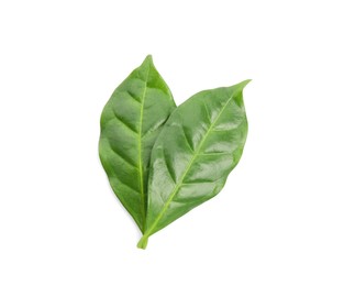 Photo of Leaves of coffee plant on white background, top view