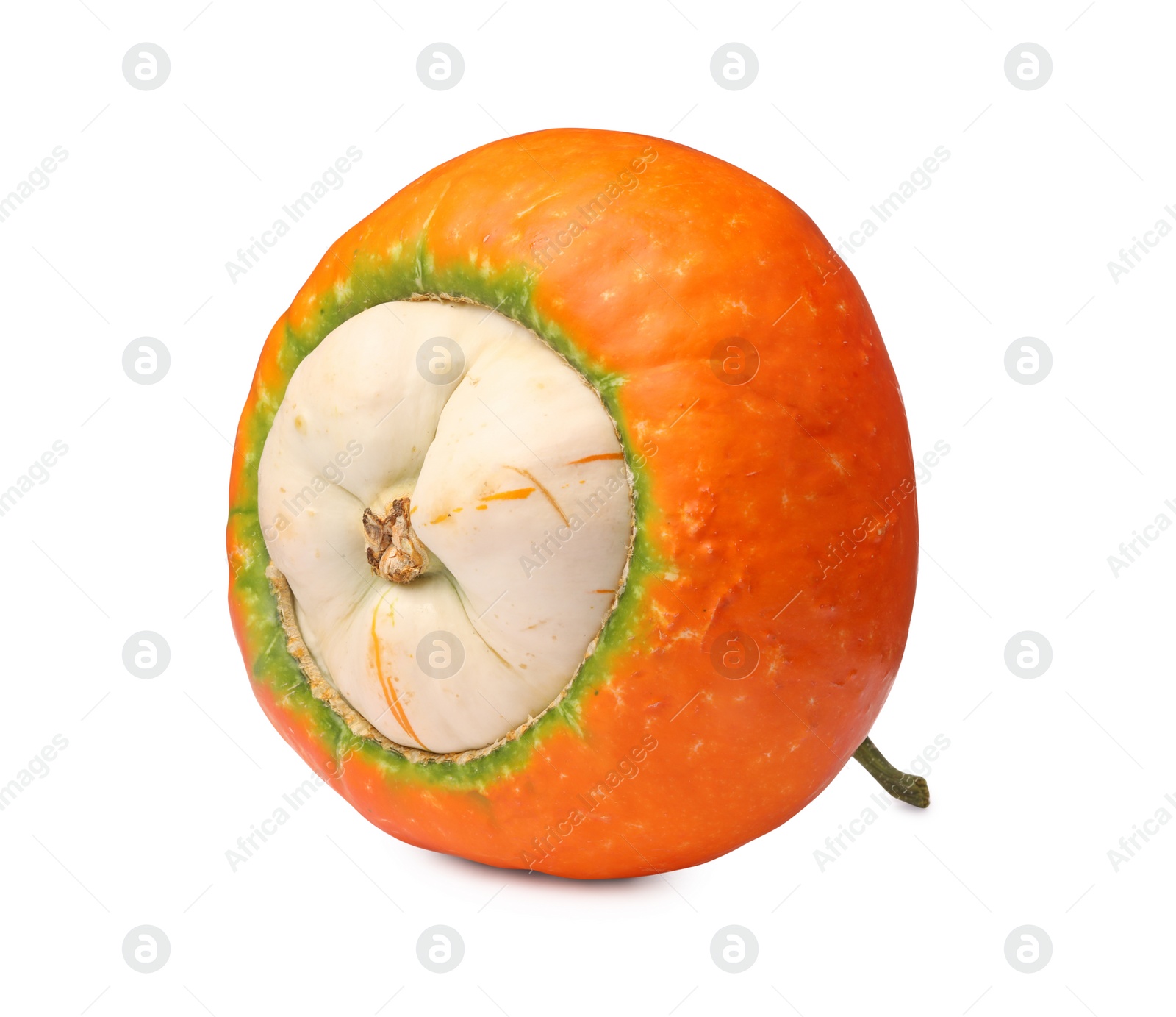 Photo of One fresh orange pumpkin isolated on white