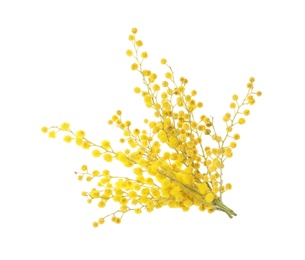 Photo of Beautiful yellow mimosa flowers on white background