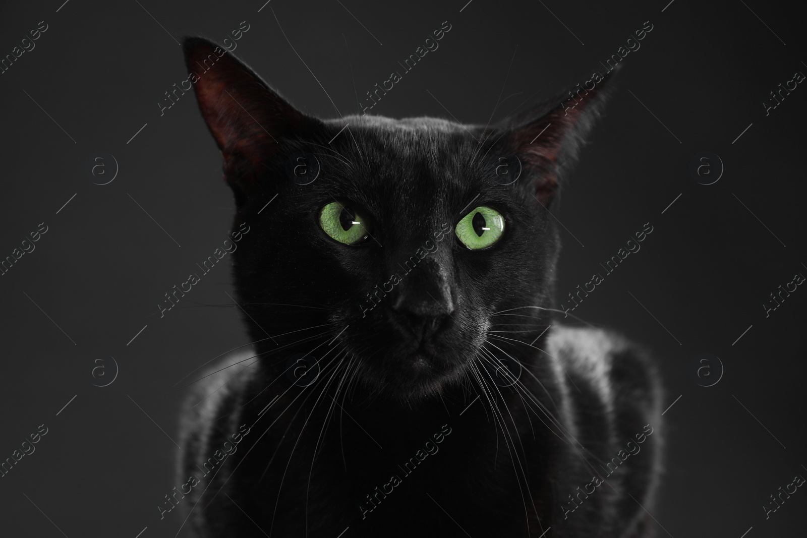 Photo of Adorable cat with green eyes on black background. Lovely pet