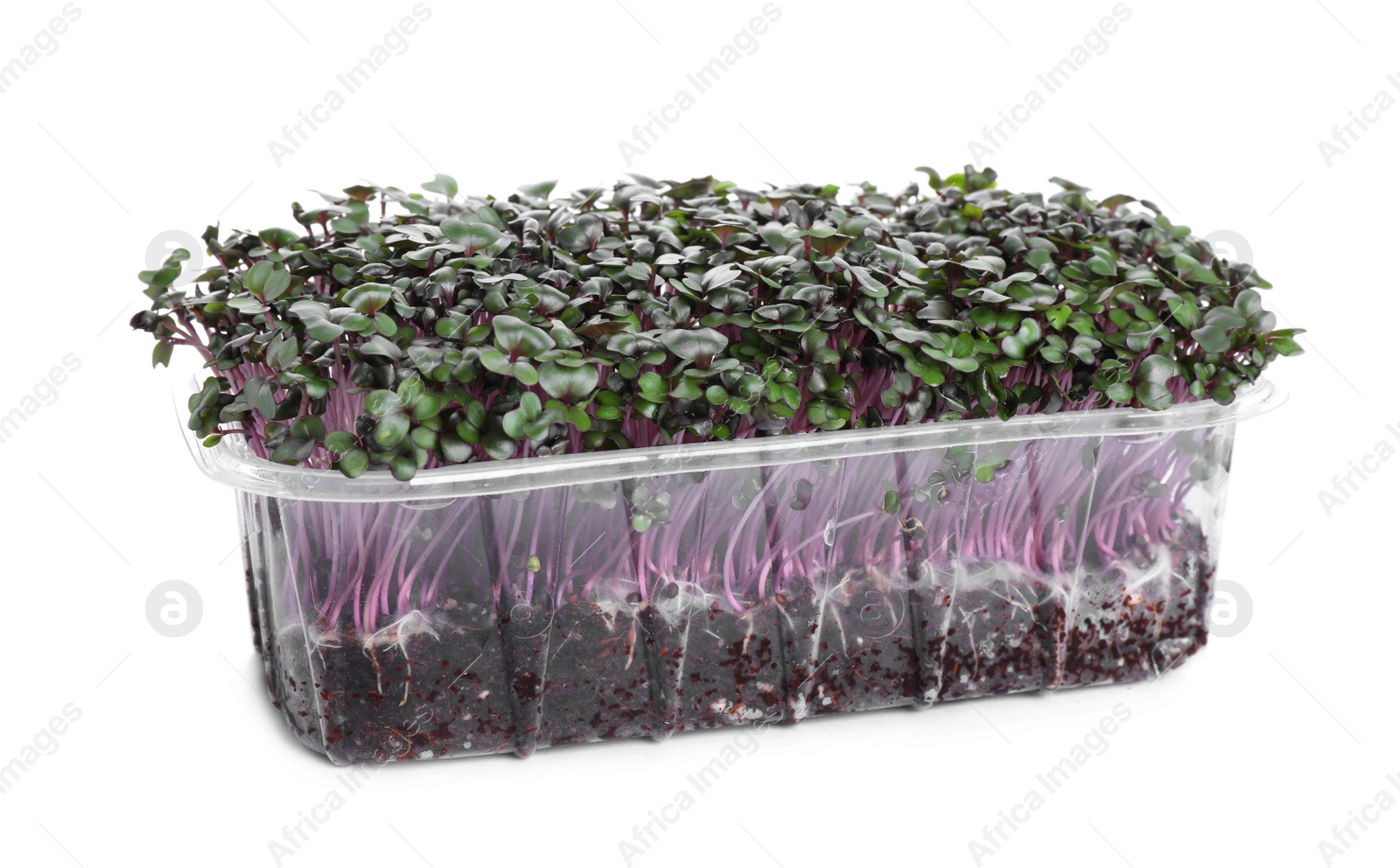 Photo of Fresh organic microgreen in plastic container on white background