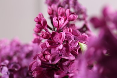 Photo of Beautiful blooming lilac flowers on blurred background, closeup