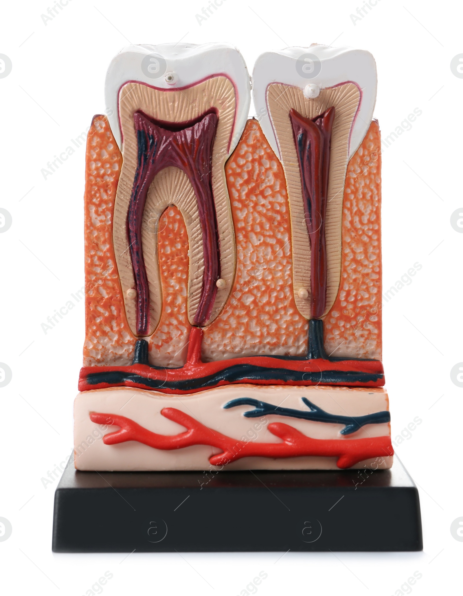 Photo of Educational model of jaw section with teeth on color background