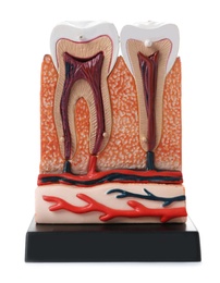 Educational model of jaw section with teeth on color background