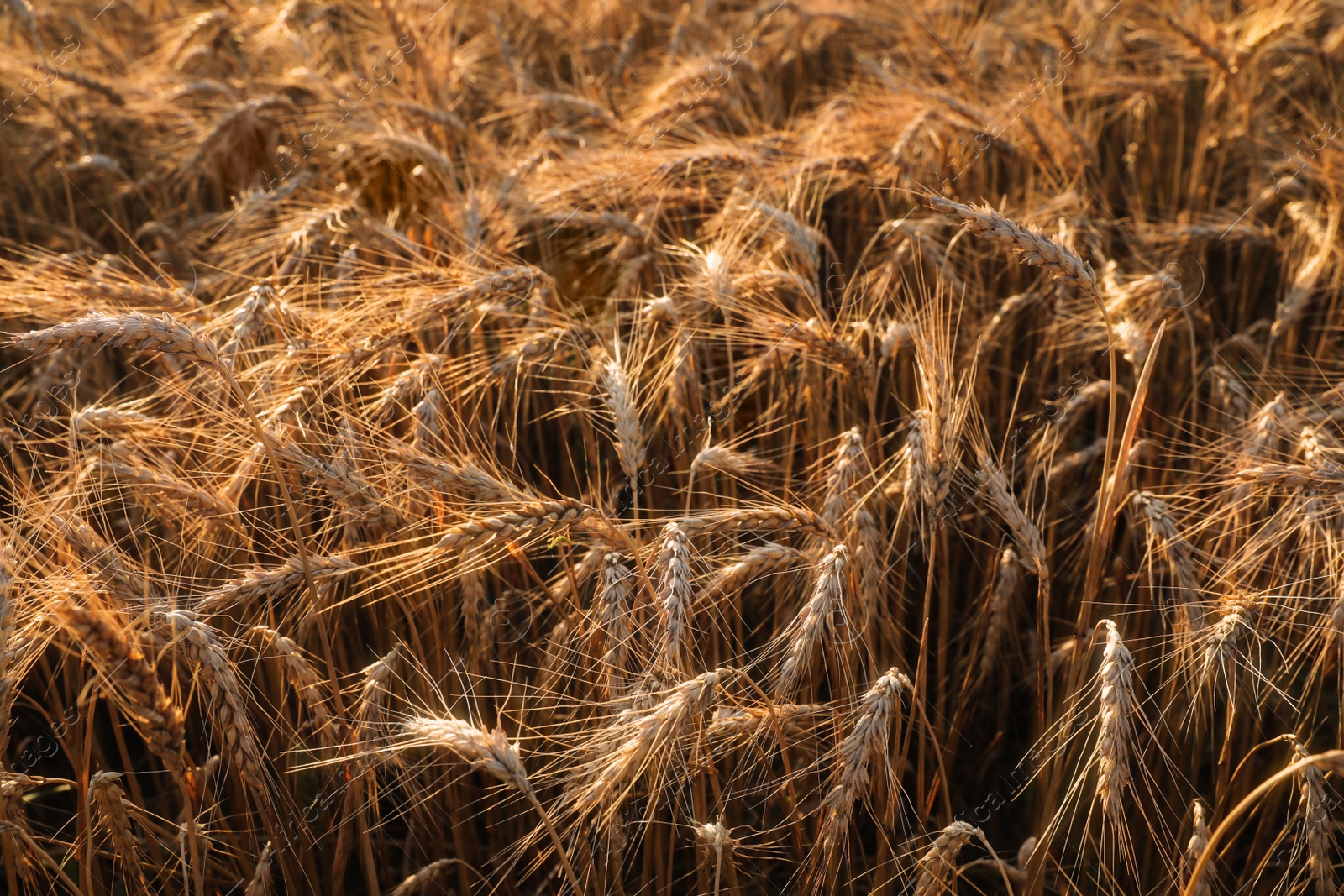 Photo of Golden ripe wheat spikelets in field, closeup