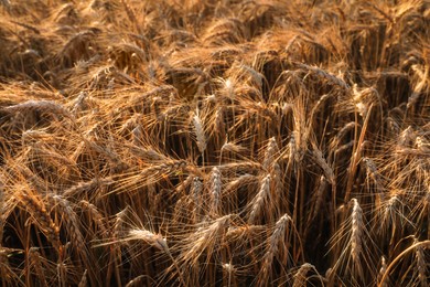 Golden ripe wheat spikelets in field, closeup