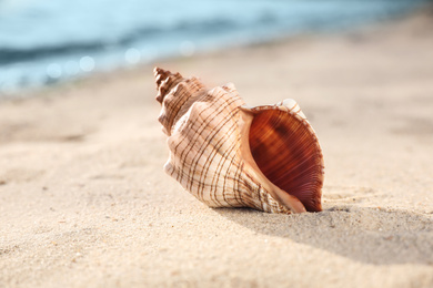 Photo of Beautiful exotic sea shell on sandy beach