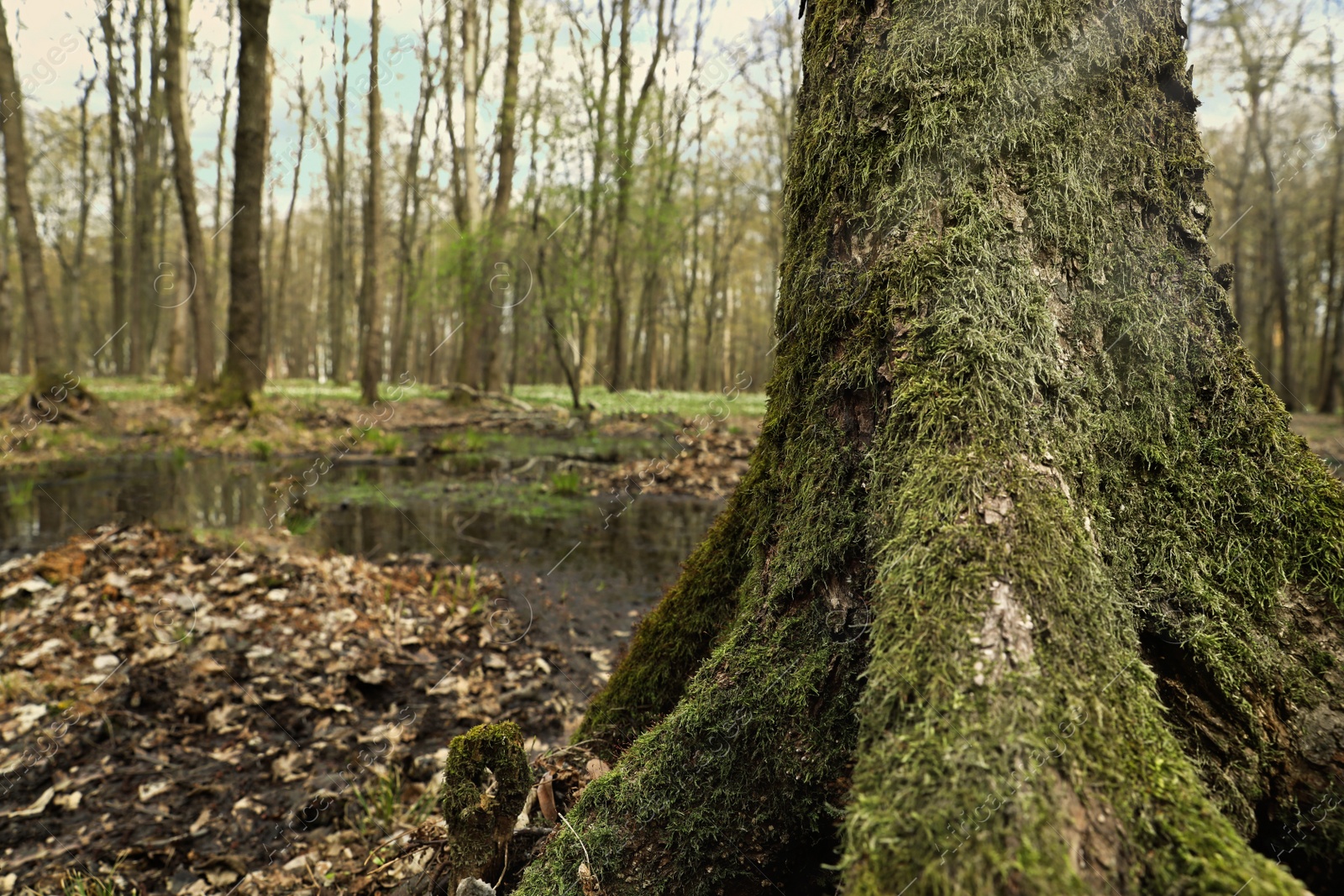 Photo of Green moss on tree in forest, closeup