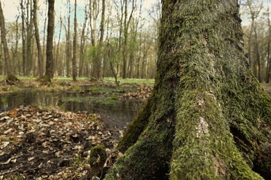 Green moss on tree in forest, closeup