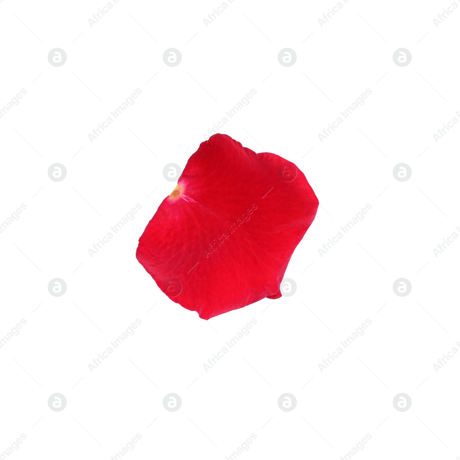 Photo of Tender red rose petal isolated on white