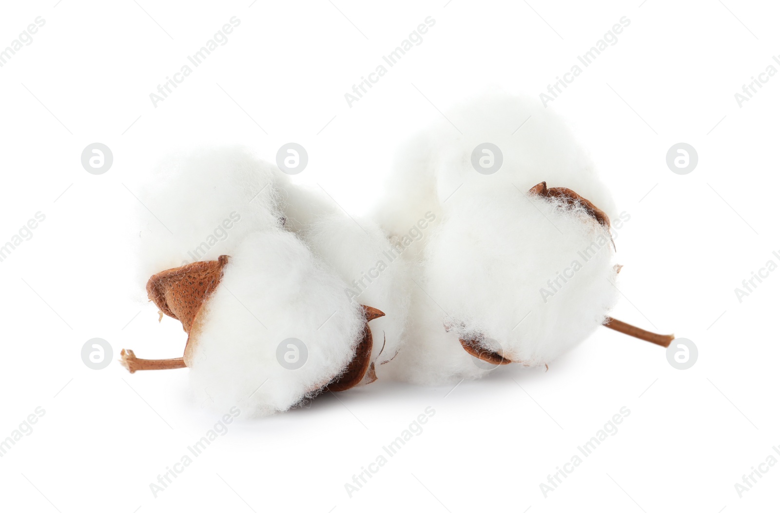 Photo of Beautiful fluffy cotton flowers isolated on white