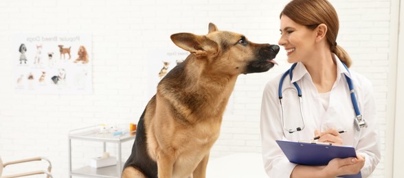 Image of Professional veterinarian examining German Shepherd dog in clinic. Banner design