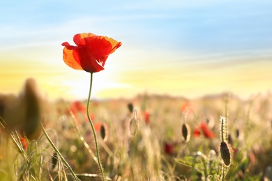 Photo of Beautiful blooming red poppy flower in field at sunset. Space for text