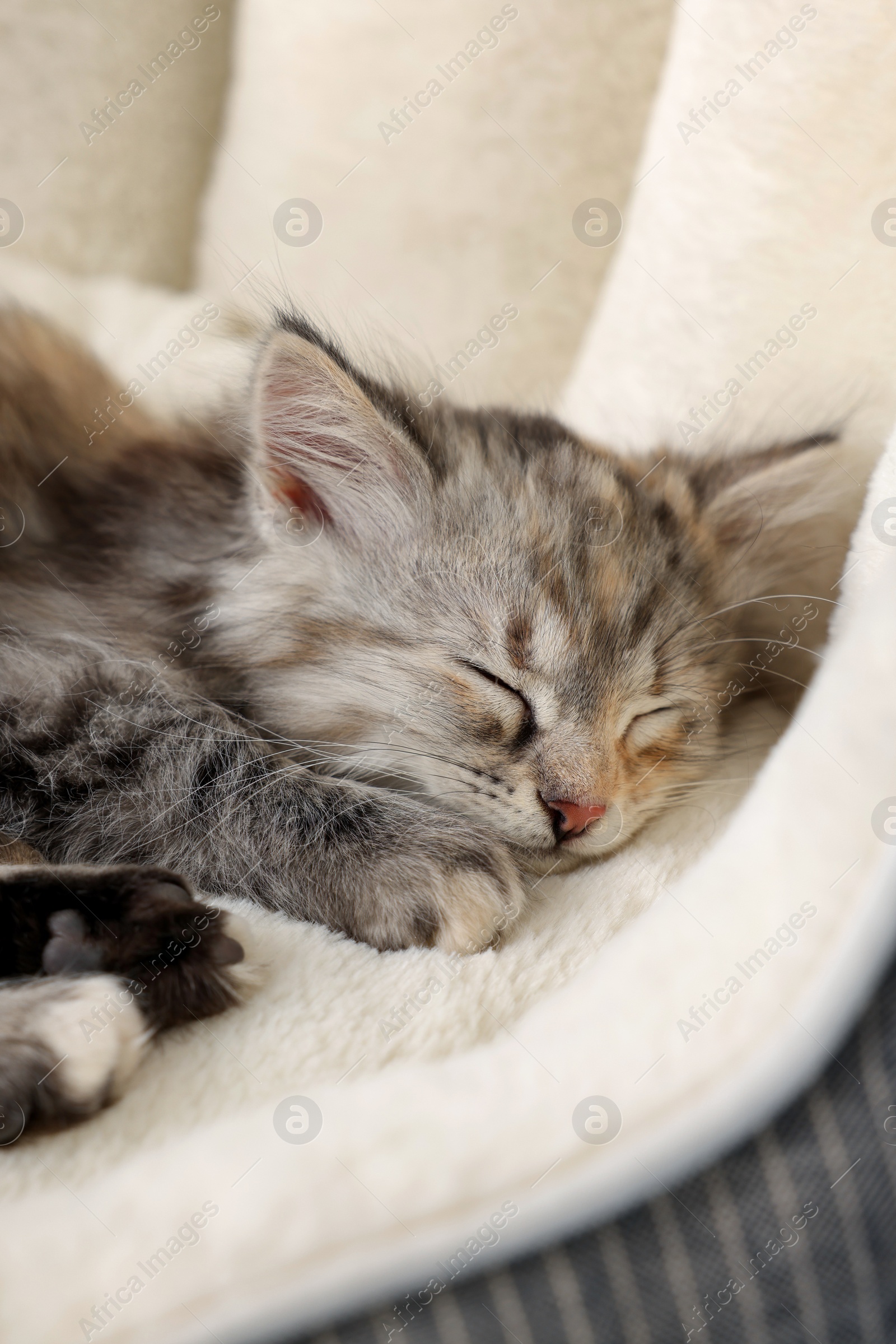 Photo of Cute fluffy kitten sleeping on pet bed