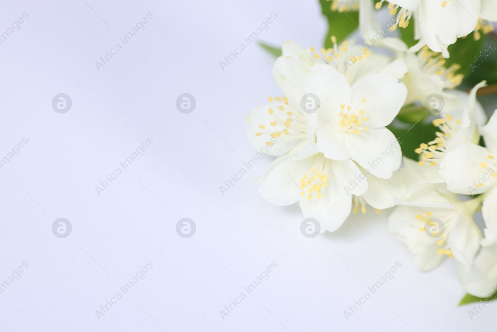 Photo of Beautiful jasmine flowers on white background, closeup. Space for text