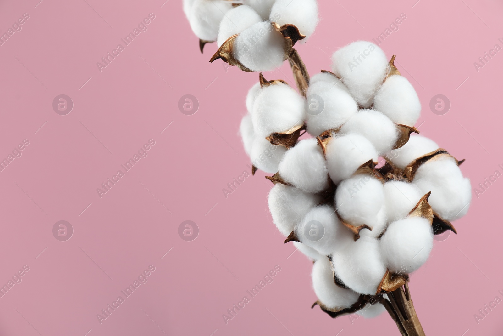 Photo of Beautiful cotton branch with fluffy flowers on pink background, closeup. Space for text