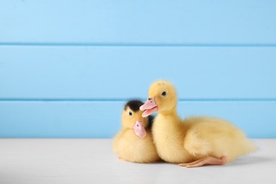 Baby animals. Cute fluffy ducklings on white wooden table near light blue wall, space for text