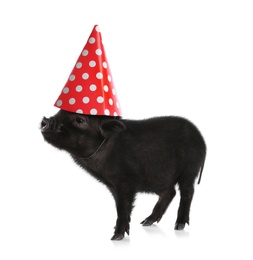 Photo of Adorable black mini pig with party cap on white background