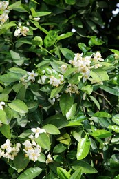 Photo of Beautiful blossoming grapefruit tree outdoors on spring day