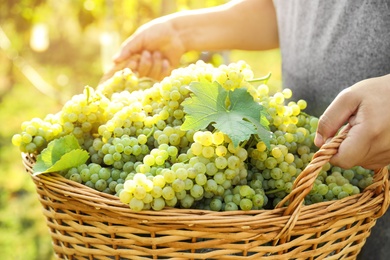 Photo of Man holding basket with fresh ripe grapes in vineyard, closeup
