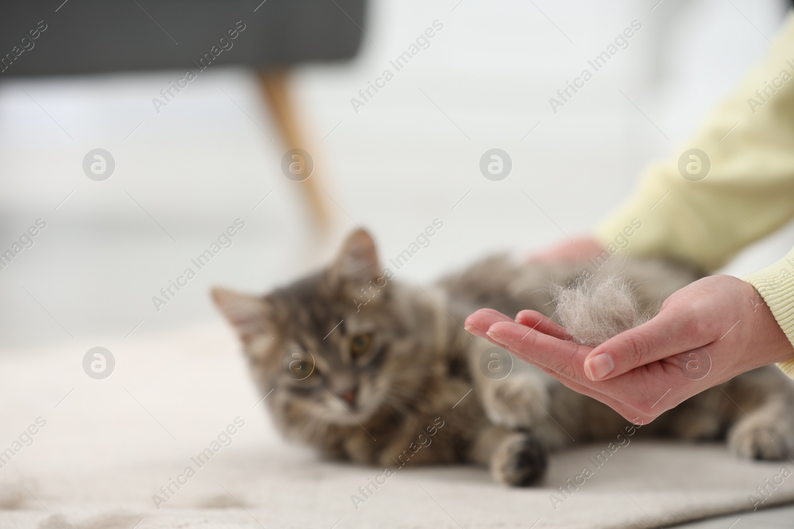 Photo of Pet shedding. Woman holding pile of cat hair indoors, selective focus