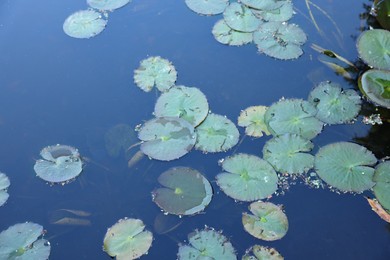 Many beautiful green lotus leaves in pond