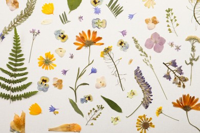 Photo of Pressed dried flowers and plants on white background, flat lay. Beautiful herbarium