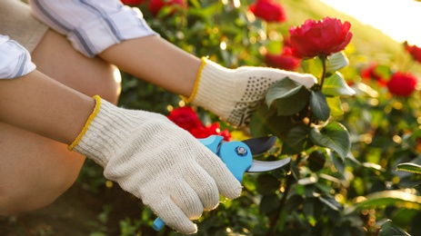 Woman pruning rose bush outdoors, closeup. Gardening tool