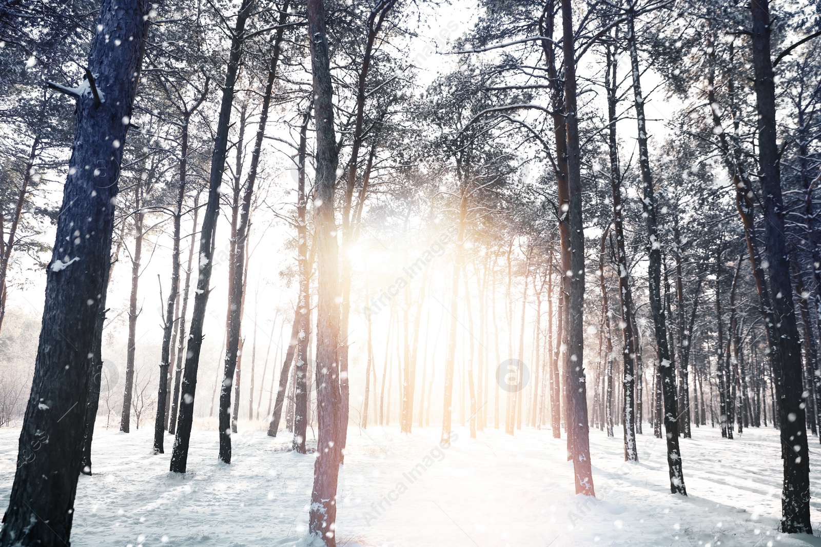 Image of Beautiful forest covered with snow on sunny day