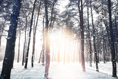 Image of Beautiful forest covered with snow on sunny day