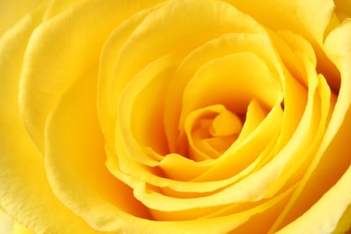 Photo of Beautiful rose with yellow petals as background, macro view