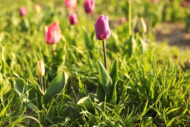 Photo of Field with fresh beautiful tulips, space for text. Blooming spring flowers