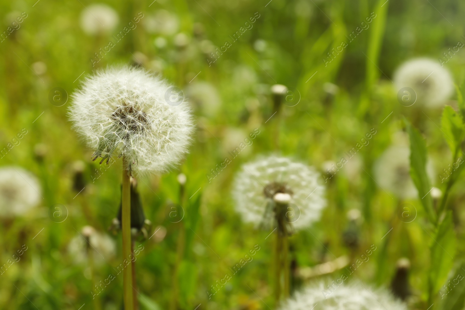 Photo of Beautiful fluffy dandelions growing outdoors, closeup view