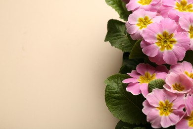 Beautiful pink primula (primrose) flowers on beige background, flat lay with space for text. Spring blossom