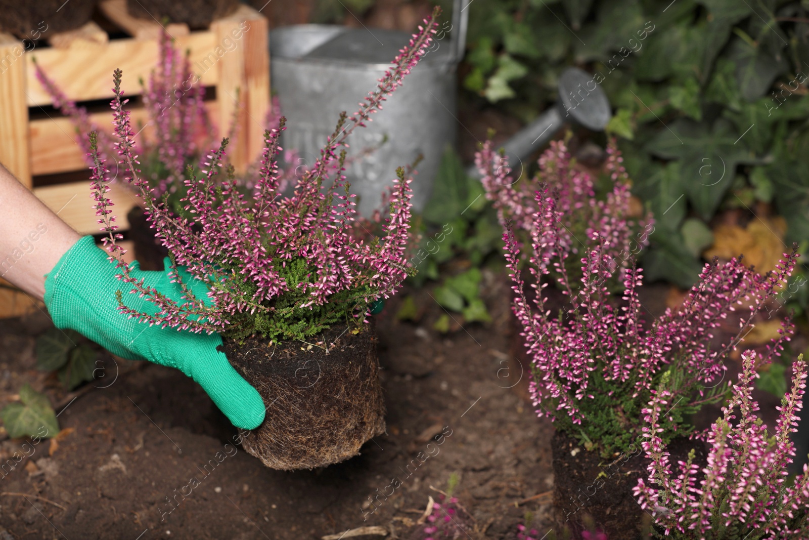 Photo of Woman planting flowering heather shrub outdoors, closeup