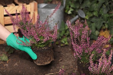 Woman planting flowering heather shrub outdoors, closeup