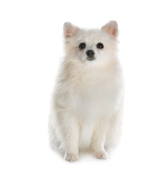 Cute fluffy little dog isolated on white