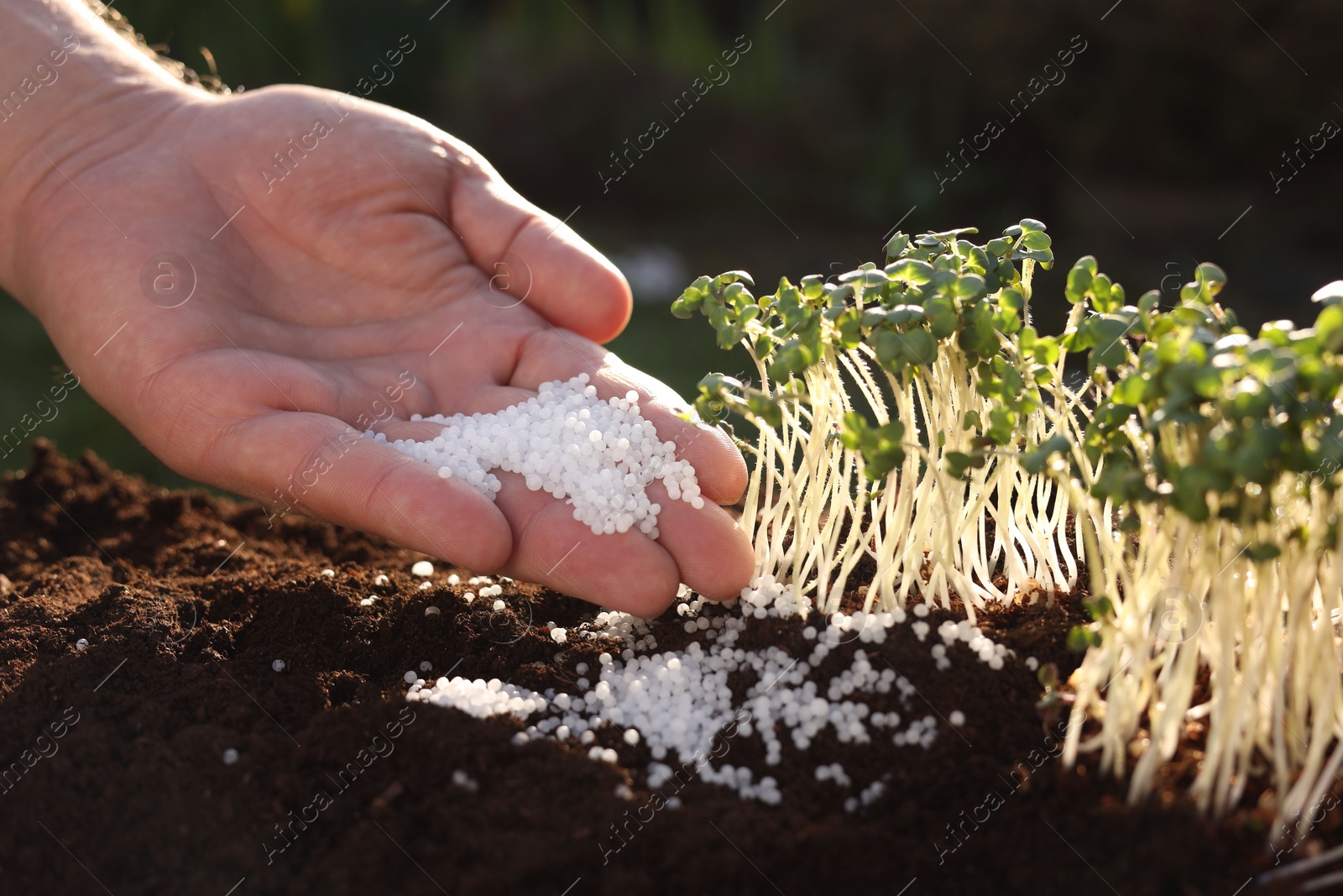 Photo of Man fertilizing soil with growing young microgreens outdoors, closeup