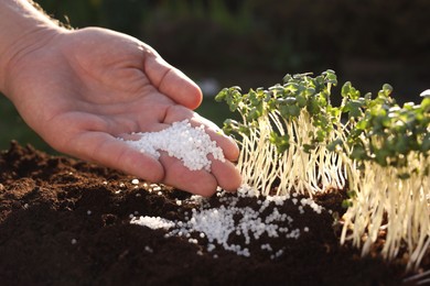 Man fertilizing soil with growing young microgreens outdoors, closeup